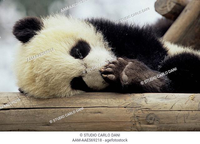 Giant Panda Baby Sleeping (Ailuropoda Melanoleuca) Chengdu Research Base, Sichuan, China