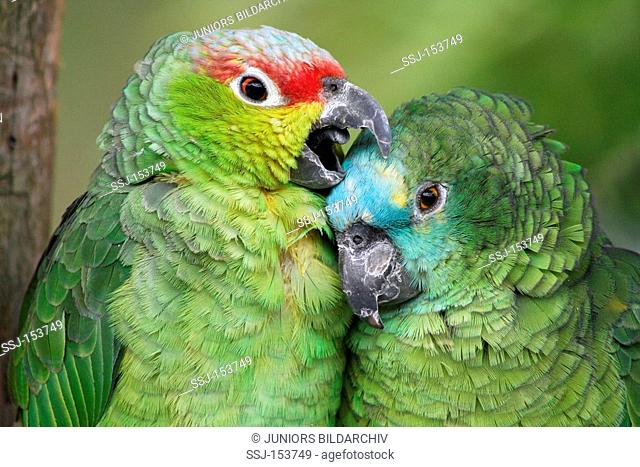 Blue-fronted Amazon and Red-lored Amazon