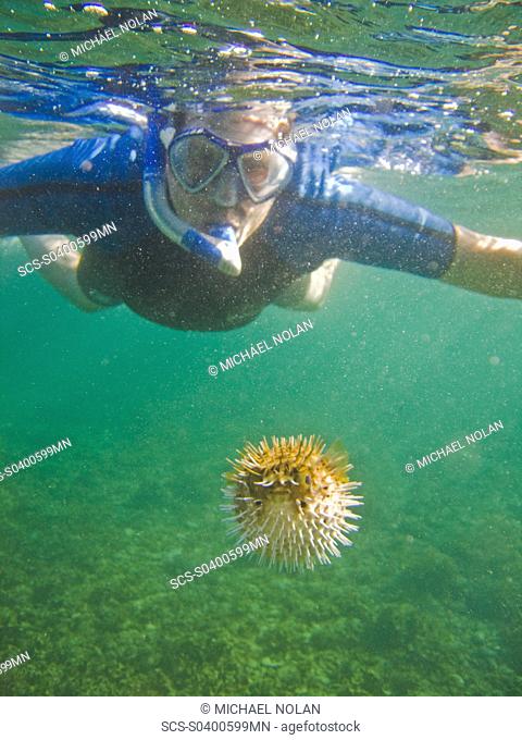 A snorkeler with a young balloonfish Diodon holocanthus puffed up in a state of agitation on Isla Monseratte in the lower Gulf of California Sea of Cortez