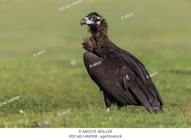 Cinerous vulture, Black vulture, Spain, Aegypius monachus
