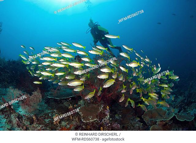 Scuba Diver and Bigeye Snapper, Lutjanus lutjanus, Raja Ampat, West Papua, Indonesia