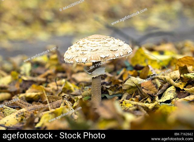 Giant parasol mushroom (Macrolepiota procera) in autumn leaves, Berlin, Germany, Europe