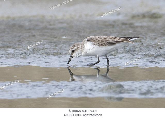 Wintering Red-necked Stint (Calidris ruficollis) in Thailand during November