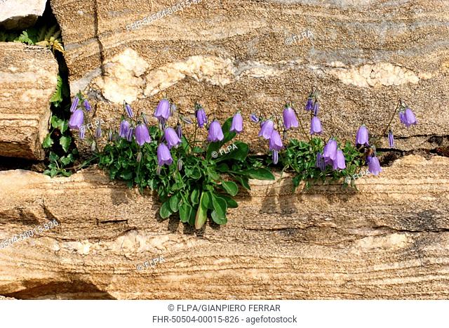 Harebell Campanula rotundifolia flowering group, growing in wall crevice, Italian Alps, Italy, july