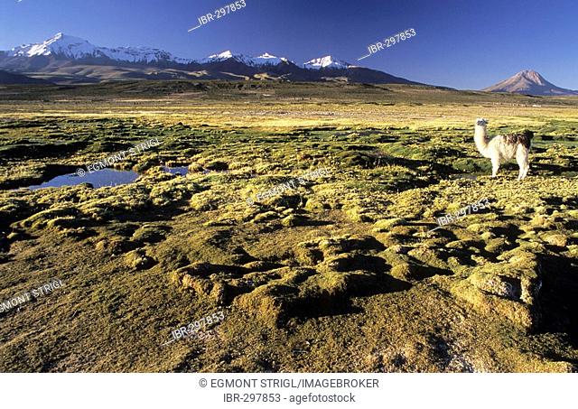 Alpaca on a bofedal near Colchane with Cerro Cabaray (6433 m), Isluga National Park, Chile