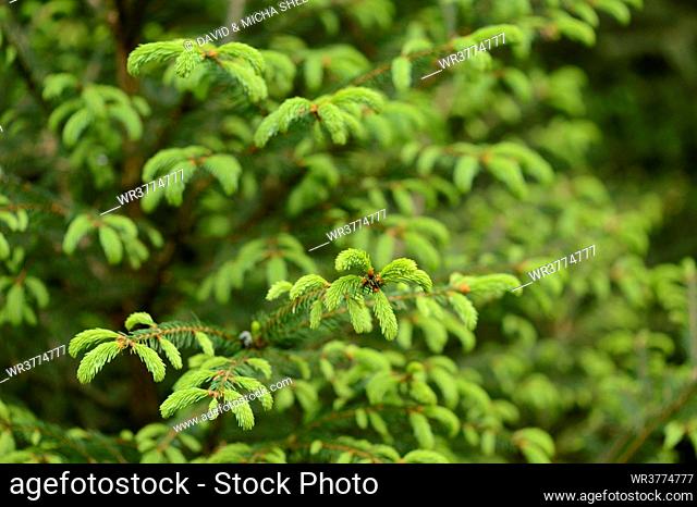 Norway spruce shoots in spring