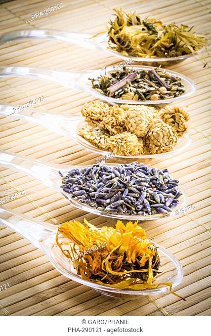 Medicinal herbs, assortment of dried herbs