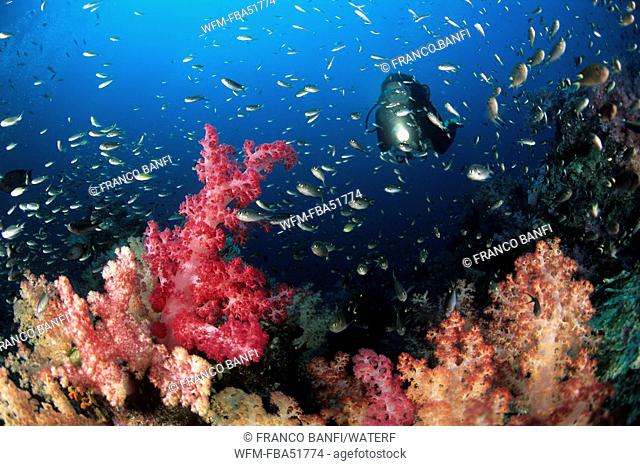 Scuba Diver over Soft Coral Reef, Dendronephthya sp., Richelieu Rock, Similan Islands, Andaman Sea, Thailand