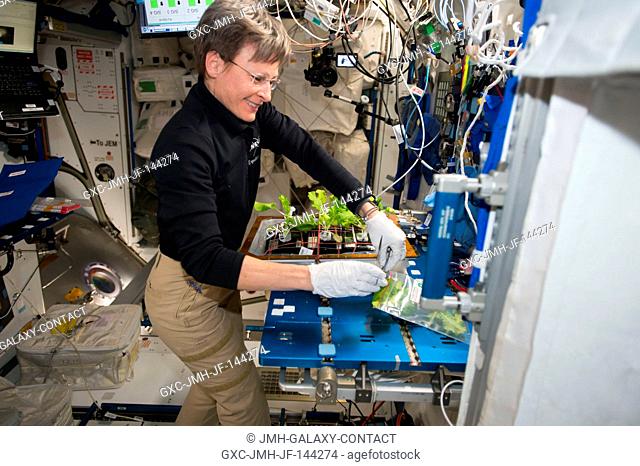 View of Expedition 50 flight engineer Peggy Whitson during harvesting and cleaning of VEG-03 in the Harmony module