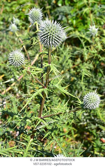 Echinops spinosissimus is a perennial herb native to southeastern Europe, northern Africa and western Asia. Flowering plant