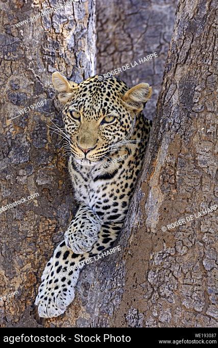African leopard (Panthera pardus pardus) female in a tree. Ruaha National Park. Tanzania