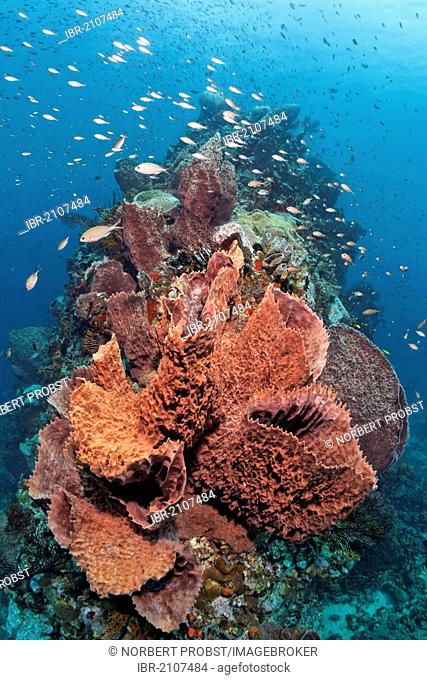Caribbean barrel sponge (Xestospongia muta) with Deep-water sea fan (Iciligorgia schrammi) at a coral reef, St. Lucia, Windward Islands, Lesser Antilles