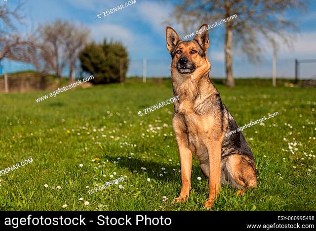 Deutscher Schäferhund auf einer Frühlingswiese