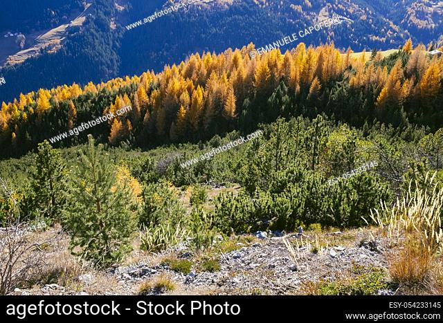 Autumn in the mountains, larch colored red and autumn colors, Valdidentro, Alta Valtellina, Lombardy, Italy