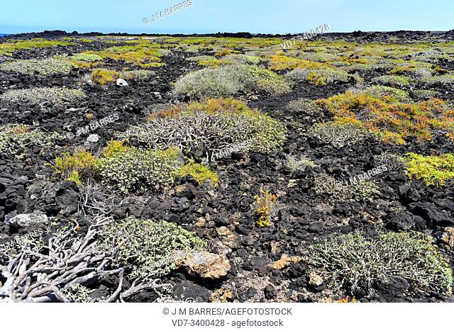 Balsam spurge (Euphorbia balsamifera) is a shrub native to Canary Islands, northern Africa and Arabia Saudita. This photo was taken in Malpais de La Corona