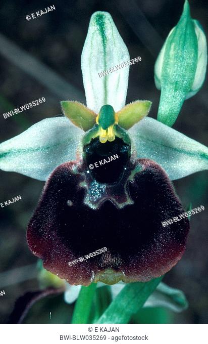 Chesterman's ophrys Ophrys chestermanii, Ophrys holosericea ssp. Chestermanii, Ophrys holoserica ssp. chestermanii, single blossom, Italy, Sardegna