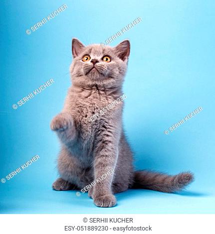 Scottish straight kitten. The kitten raised his paw to greet. Thoroughbred Cat at the photo studio. On a blue background