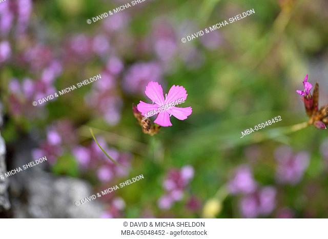 Flower, Dianthus carthusianorum, blossom, blooming