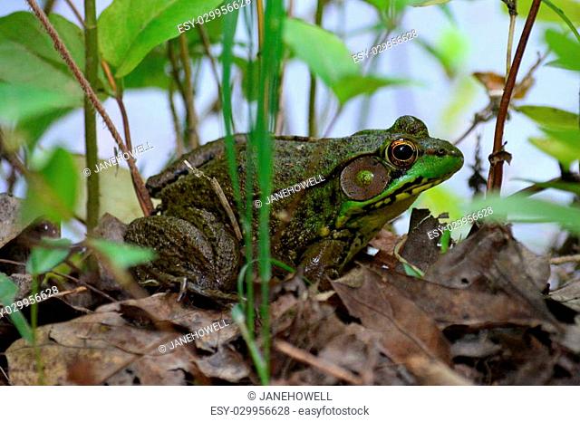 A bullfrog nestled in the dead leaves next to a lake
