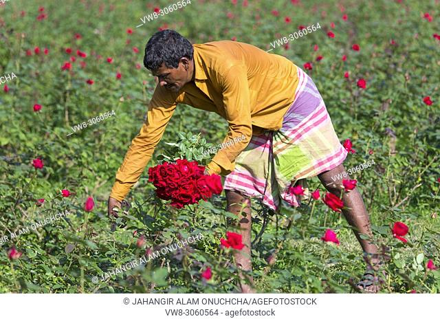 It produces most of the roses in the union, gaining the title of â. œGolap Graamâ. . or the village of roses. Not very far away from Dhaka