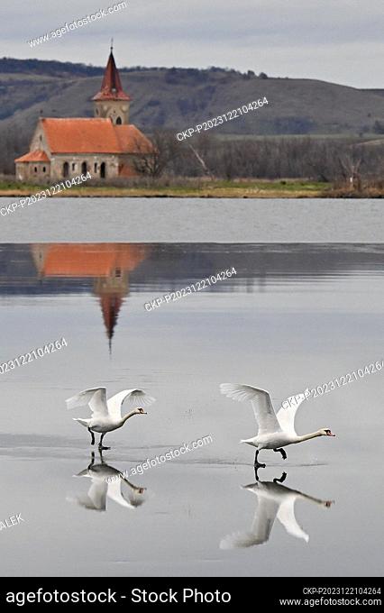 Swans take off at the central reservoir of the Nove Mlyny waterworks near Pasohlavky near Breclav, South Moravian Region, December 21, 2023