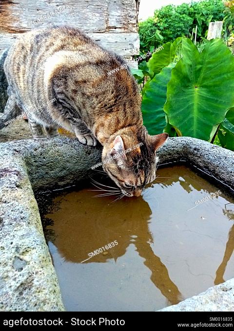 European short hair domestic cat drinking rain water in a rural setting. Azores islands, Portugal