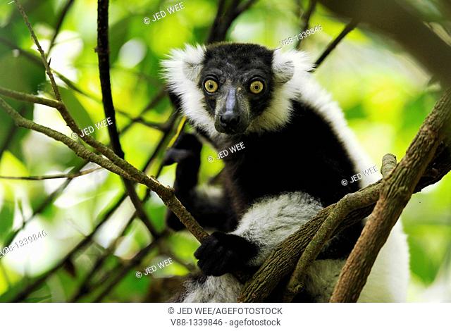 Black-and-white Ruffed Lemur (Varecia variegata), Singapore Zoological Gardens, Singapore