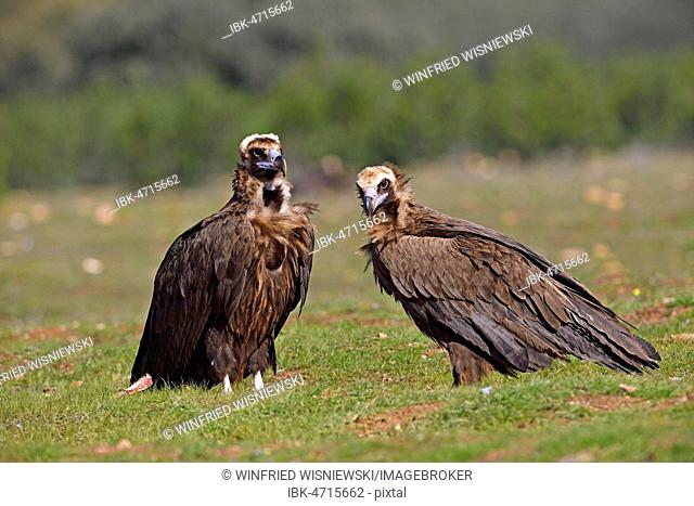 Two Cinereous vultures (Aegypius monachus), Extremadura, Spain