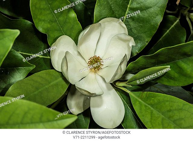 Sweet Bay Magnolia Magnolia virginiana Spring Flower