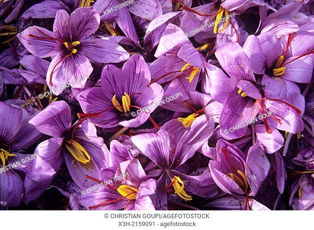 harvest of Saffron flowers crocus sativus, Loiret department, region of Centre, France, Europe