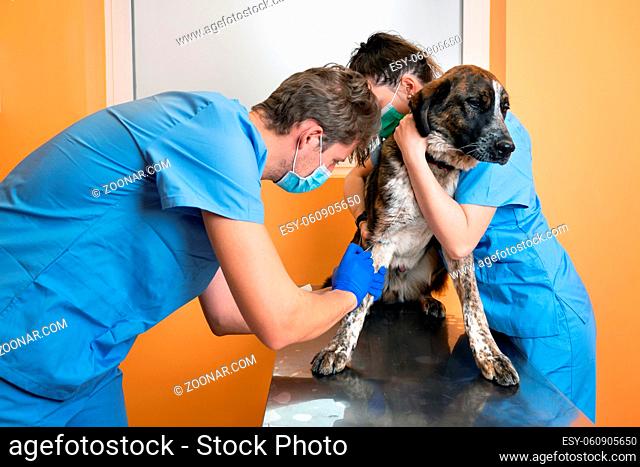 A team of in work uniform bandaging a paw of al dog on the table at veterinary clinic. High quality photo