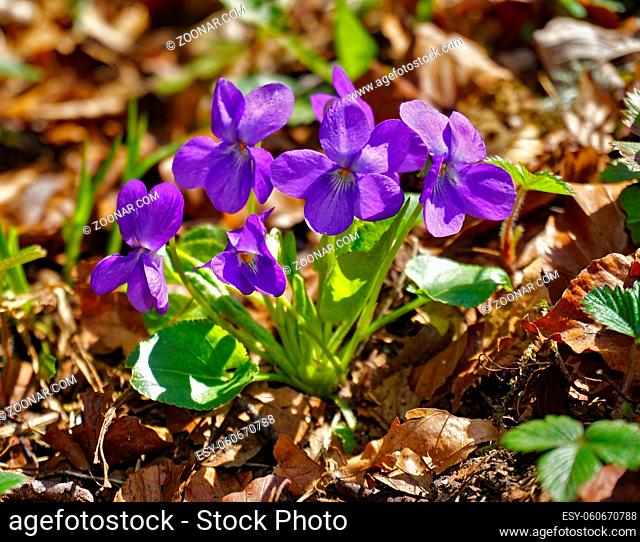 Wald-Veilchen; Viola reichenbachiana; wood violet, hedge violet, pale wood violet, slender wood violet