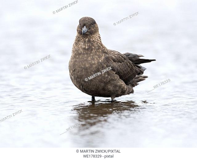 Falkland Skua or Brown Skua (Stercorarius antarcticus, exact taxonomy is under dispute). They are the great skuas of the southern polar and subpolar region