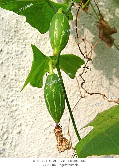 Coccinia grandis Ivy gourd (Cucurbitaceae) Indian Ivy Gourd is a widely consumed vegetable, available in India through out the year