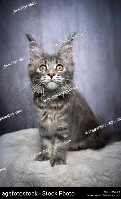 curious gray tabby maine coon kitten sitting on white fur looking at camera on gray concrete background