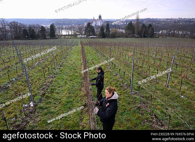 28 February 2023, Saxony, Proschwitz: Sina Karnstedt (back) and Sonja Kekeisen, apprentice winemakers in their 3rd year, are busy pruning the Pinot Gris variety...