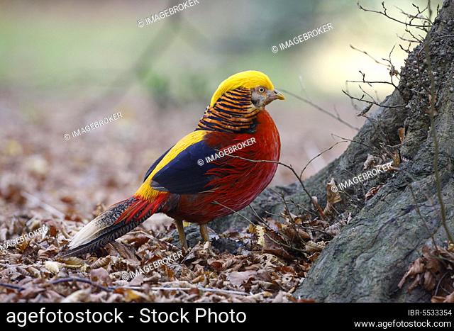 Golden pheasant (Chrysolophus pictus) introduced species, adult male, standing on leaf litter, Kew Gardens, London, England, United Kingdom, Europe