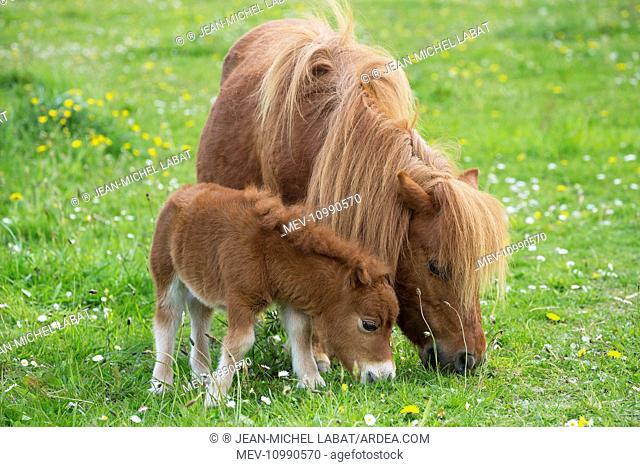 Shetland Pony mother and foal