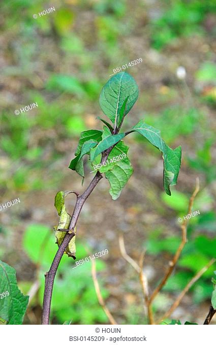 Belladonna Atropa belladonna. Poisonous plant