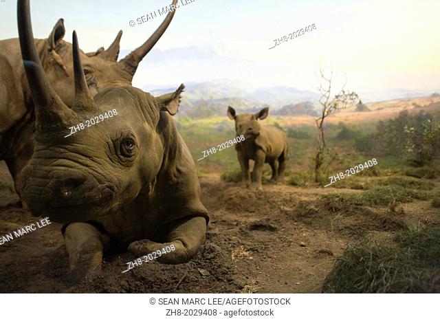 A group of rhinos in the wilderness