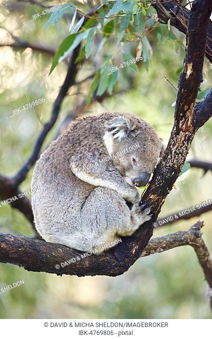Koala (Phascolarctos cinereus) sleeping on a bamboo tree, Great Otway National Park, Victoria, Australia