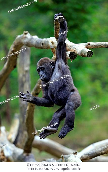 Western Lowland Gorilla (Gorilla gorilla gorilla) young, hanging from branch (captive)