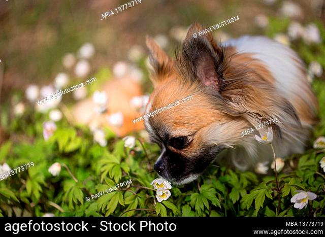 Long-haired Chihuahua surrounded by flowers, forest, May, Finland