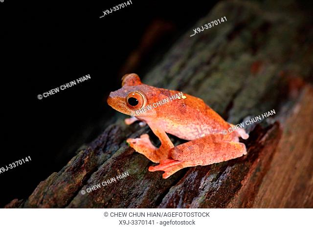 Harlequin Flying Tree Frog (Rhacophorus pardalis), Kubah National Park, Malaysia