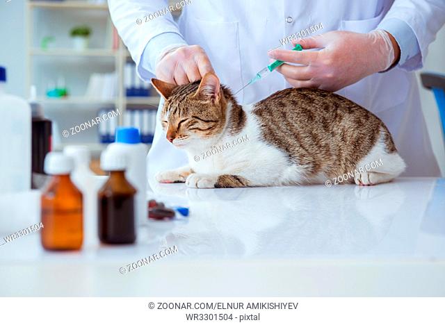 Cat visiting vet for regular check up