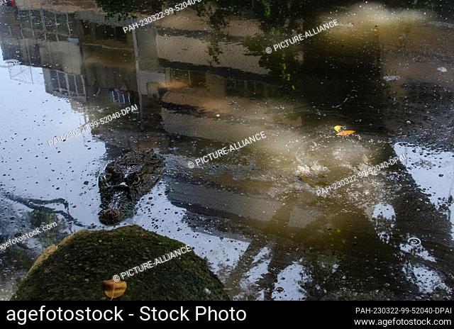 22 March 2023, Brazil, Rio de Janeiro: Crocodile caimans swim through a canal full of plastic waste in the ""Recreio dos Bandeirantes""