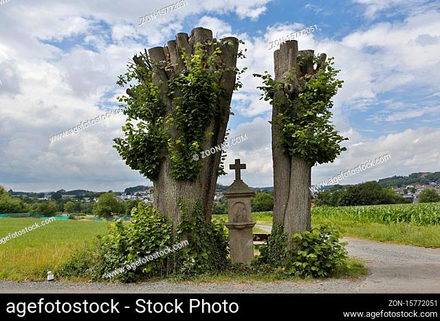 zwei Lindenbäume wurden wegen Fäulnis abgeschnitten in der Mitte steht ein Wegkreuz, Lindlar, Bergisches Land, NRW, Deutschland
