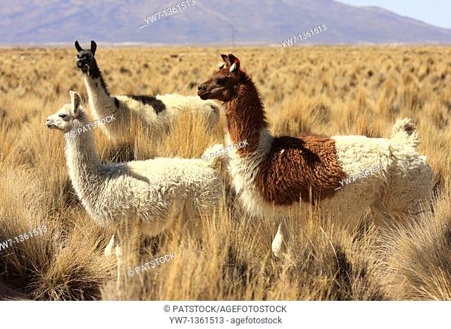 Llamas in the vicinity of Tahua village in Bolivia  Salar de Uyuni in the background
