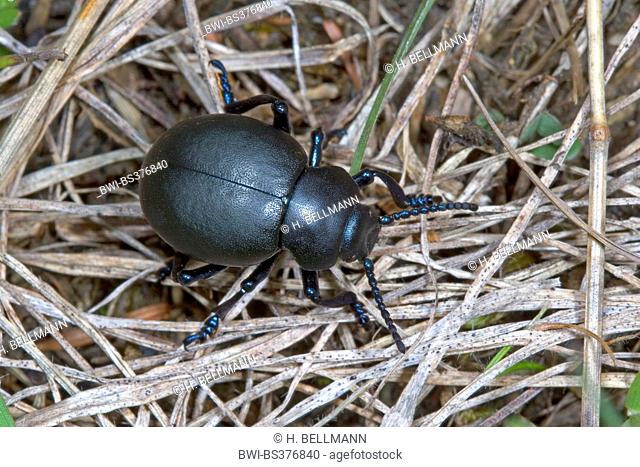bloody-nosed beetle (Timarcha tenebricosa), on withered grass