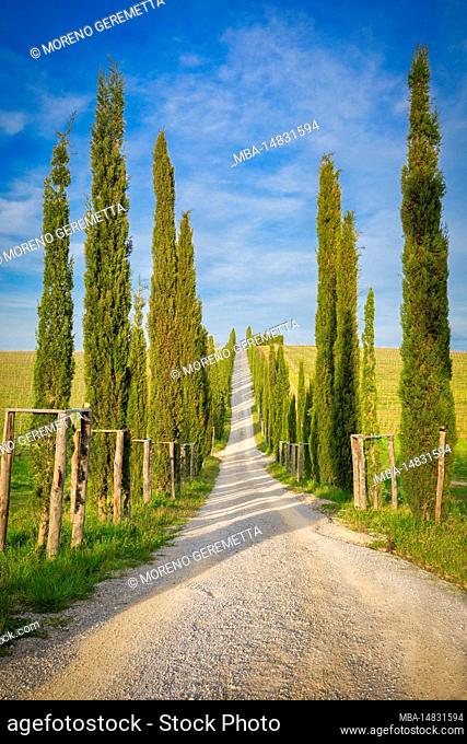 Italy, Tuscany, Siena province, Castelnuovo Berardenga, cypress grove near the village of San Gusmè